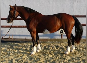 Welsh D (Cob), Sto, 7 år, 148 cm, Mörkbrun