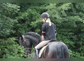 Welsh D (Cob), Valack, 12 år, 147 cm, Svart