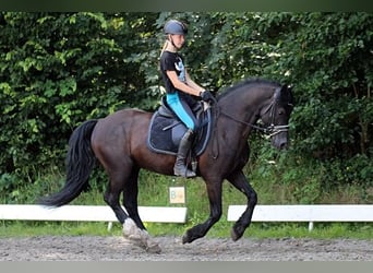 Welsh D (Cob), Valack, 12 år, 147 cm, Svart