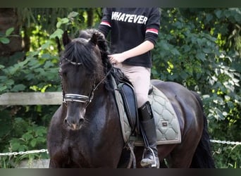 Welsh D (Cob), Valack, 12 år, 147 cm, Svart