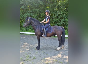 Welsh D (Cob), Valack, 12 år, 147 cm, Svart