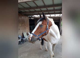 Welsh D (Cob) Blandning, Valack, 17 år, 160 cm, Pinto