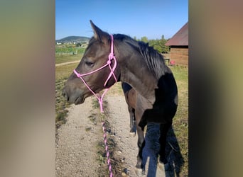 Welsh D (Cob), Valack, 3 år, 140 cm, Rökfärgad svart
