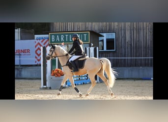 Welsh-D, Wallach, 4 Jahre, 148 cm, Palomino