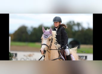 Welsh-D, Wallach, 4 Jahre, 148 cm, Palomino