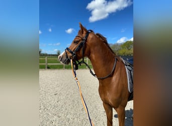 Welsh D (Cob), Valack, 5 år, 142 cm, fux