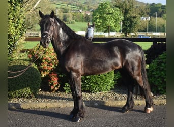 Welsh D (Cob), Valack, 5 år, 153 cm, Mörkbrun