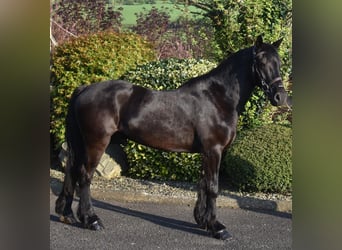 Welsh D (Cob), Valack, 5 år, 153 cm, Mörkbrun