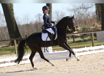 Welsh D (Cob), Valack, 7 år, 145 cm, Svart