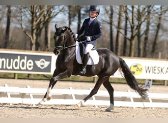 Welsh D (Cob), Valack, 7 år, 145 cm, Svart