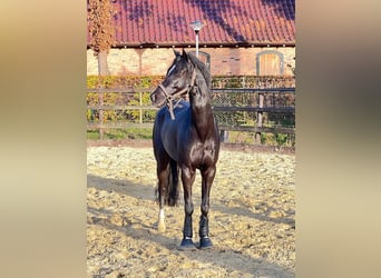 Welsh D (Cob), Valack, 7 år, 145 cm, Svart