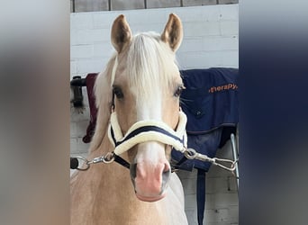 Welsh D (Cob), Valack, 9 år, 145 cm, Palomino