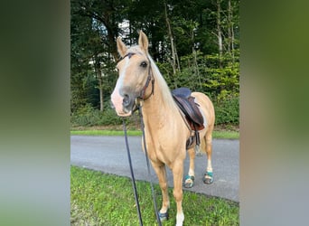 Welsh-D, Castrone, 10 Anni, 150 cm, Palomino