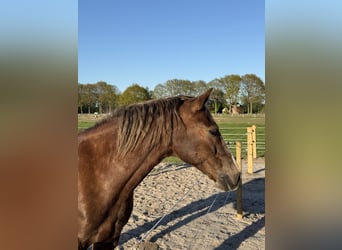 Welsh-D, Castrone, 12 Anni, 148 cm, Sauro