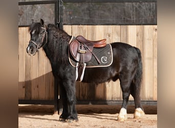 Welsh-D Mix, Castrone, 13 Anni, 117 cm, Morello