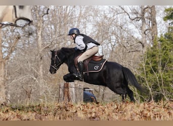 Welsh-D Mix, Castrone, 13 Anni, 117 cm, Morello