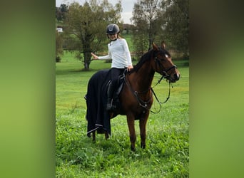 Welsh-D, Castrone, 15 Anni, 148 cm, Baio scuro