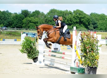 Welsh-D, Castrone, 15 Anni, 148 cm, Baio scuro