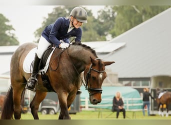 Welsh-D, Castrone, 18 Anni, 151 cm, Baio scuro