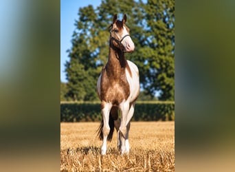 Welsh-D Mix, Castrone, 4 Anni, 145 cm, Pezzato