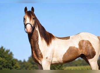 Welsh-D Mix, Castrone, 4 Anni, 145 cm, Pezzato