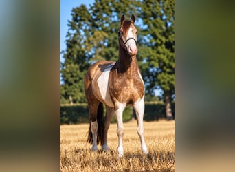 Welsh-D Mix, Castrone, 4 Anni, 145 cm, Pezzato