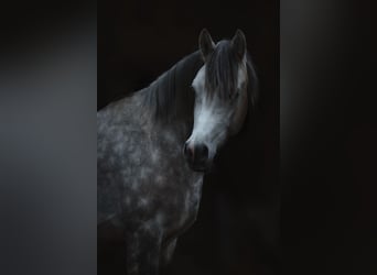 Welsh-D, Castrone, 4 Anni, 148 cm, Grigio pezzato