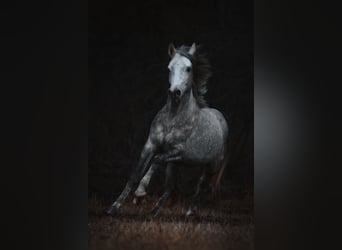 Welsh-D, Castrone, 4 Anni, 148 cm, Grigio pezzato