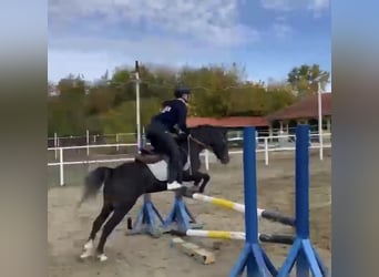 Welsh-D, Castrone, 5 Anni, 140 cm, Falbo