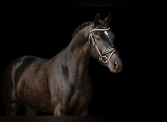 Welsh-D, Castrone, 5 Anni, 145 cm, Morello