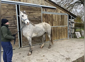 Welsh-D, Castrone, 5 Anni, 155 cm, Grigio