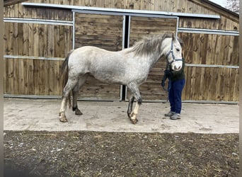 Welsh-D, Castrone, 5 Anni, 155 cm, Grigio