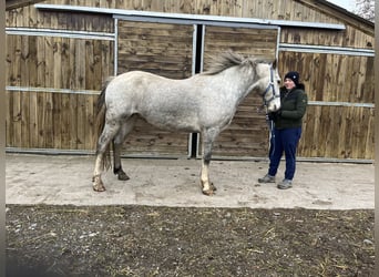 Welsh-D, Castrone, 5 Anni, 155 cm, Grigio