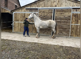 Welsh-D, Castrone, 5 Anni, 155 cm, Grigio