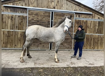 Welsh-D, Castrone, 5 Anni, 155 cm, Grigio