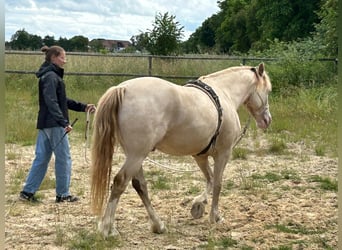 Welsh-D, Castrone, 6 Anni, 144 cm, Champagne