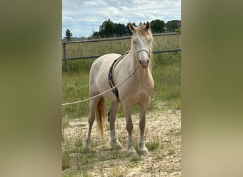 Welsh-D, Castrone, 6 Anni, 144 cm, Champagne