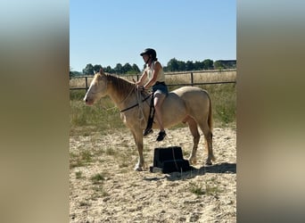 Welsh-D, Castrone, 6 Anni, 144 cm, Champagne