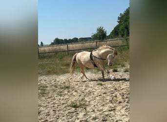 Welsh-D, Castrone, 6 Anni, 144 cm, Champagne