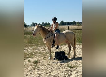 Welsh-D, Castrone, 6 Anni, 144 cm, Champagne