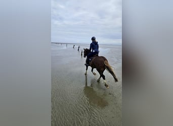 Welsh-D Mix, Castrone, 7 Anni, 146 cm, Sauro scuro