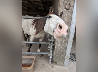 Welsh-D, Castrone, 7 Anni, 150 cm, Pelle di daino