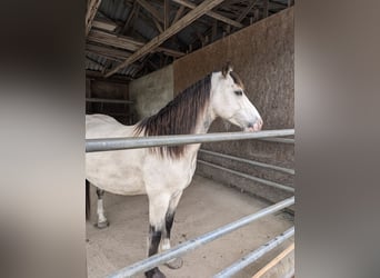 Welsh-D, Castrone, 7 Anni, 150 cm, Pelle di daino