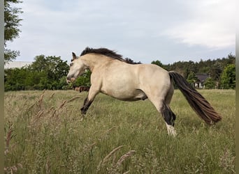 Welsh-D, Castrone, 7 Anni, 150 cm, Pelle di daino
