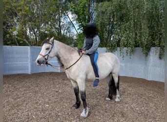 Welsh-D, Castrone, 7 Anni, 150 cm, Pelle di daino