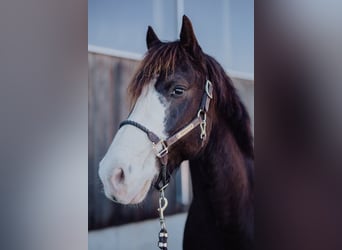 Welsh-D, Castrone, 7 Anni, 154 cm, Baio scuro