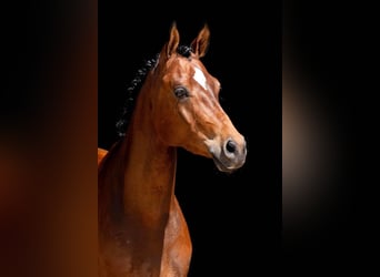Welsh-D, Castrone, 8 Anni, 148 cm, Baio
