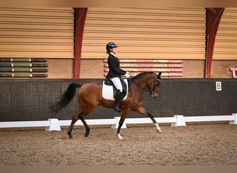Welsh-D, Castrone, 8 Anni, 148 cm, Baio
