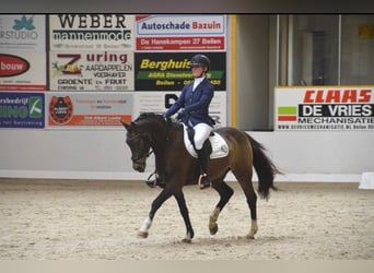 Welsh-D, Castrone, 8 Anni, 148 cm