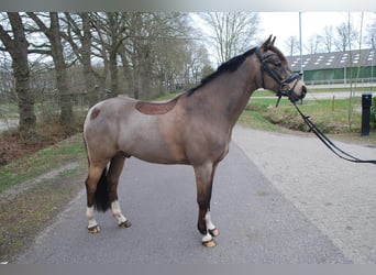 Welsh-D, Castrone, 8 Anni, 148 cm